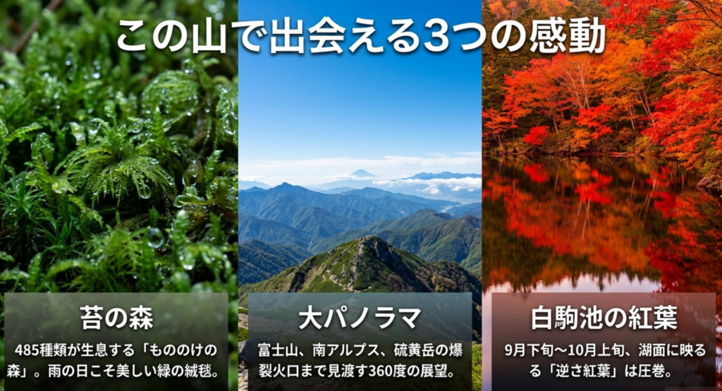 にゅう登山で出会える3つの感動：苔の森、山頂の大パノラマ、白駒池の紅葉