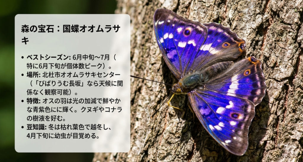 オムラサキのベストシーズン(6月〜7月)、観察場所(北杜市オオムラサキセンター)、特徴や幼虫の生態についての解説
