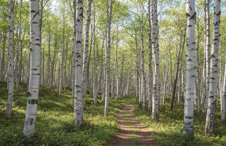 縄文文化とアニミズムの記憶