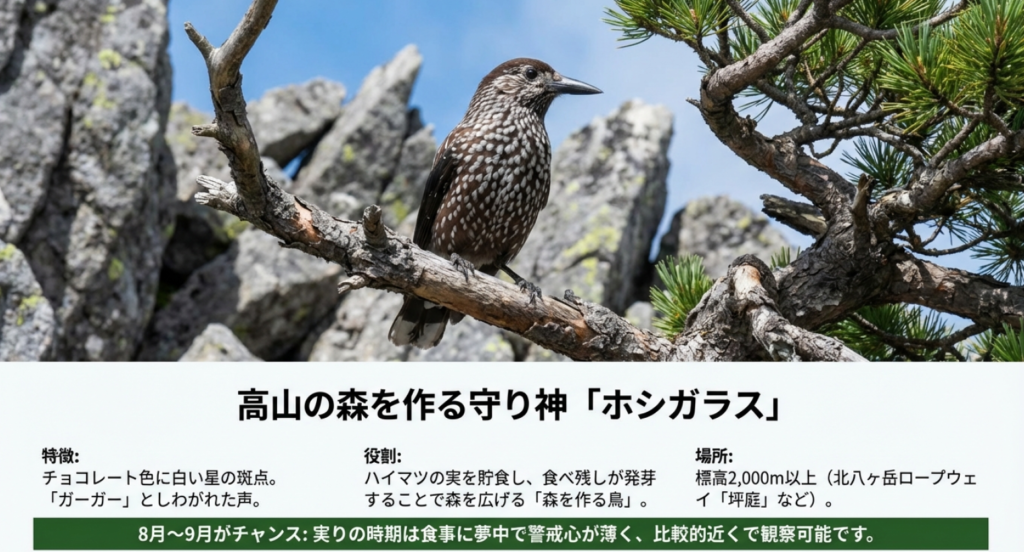 チョコレート色に白い斑点があるホシガラスの特徴と、ハイマツの実を貯食して森を広げる役割、北八ヶ岳ロープウェイ周辺での観察ポイント