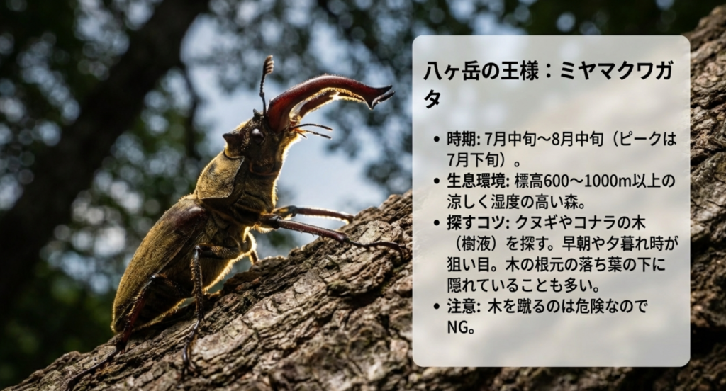 八ヶ岳におけるミヤマクワガタの発生時期、生息環境、木を蹴らないなどの採集マナーをまとめた解説