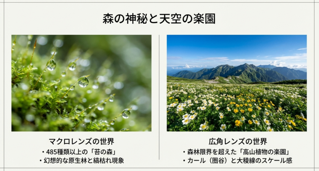 八ヶ岳の苔の森と南アルプスの高山植物のお花畑を比較するスライド