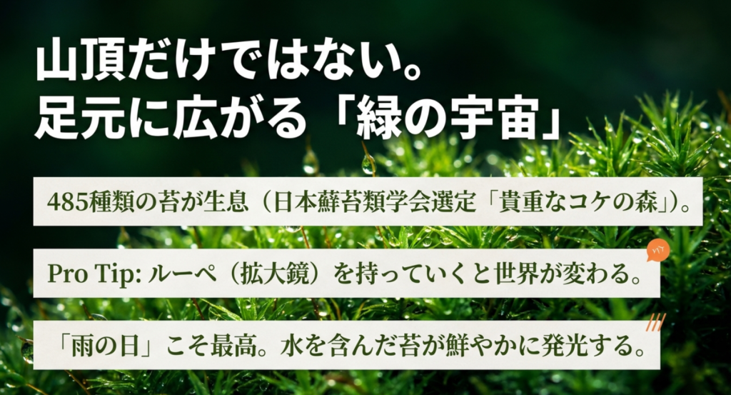 北八ヶ岳に広がる苔の森と、ルーペを使って観察する登山の楽しみ方