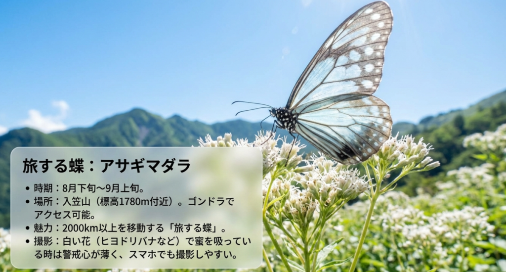 旅する蝶アサギマダラの飛来時期(8月下旬〜)、入笠山での観察ポイントと撮影のコツをまとめたスライド