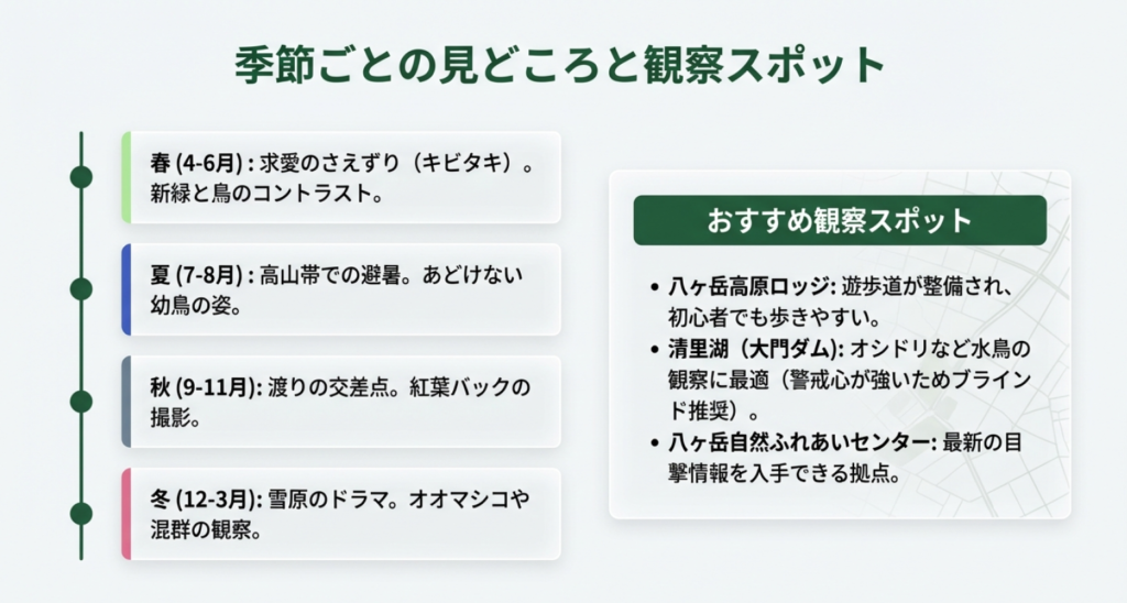 春の求愛、夏の避暑、秋の渡り、冬の雪原といった季節ごとの野鳥観察ハイライトと、八ヶ岳高原ロッジや清里湖などの主要スポット一覧