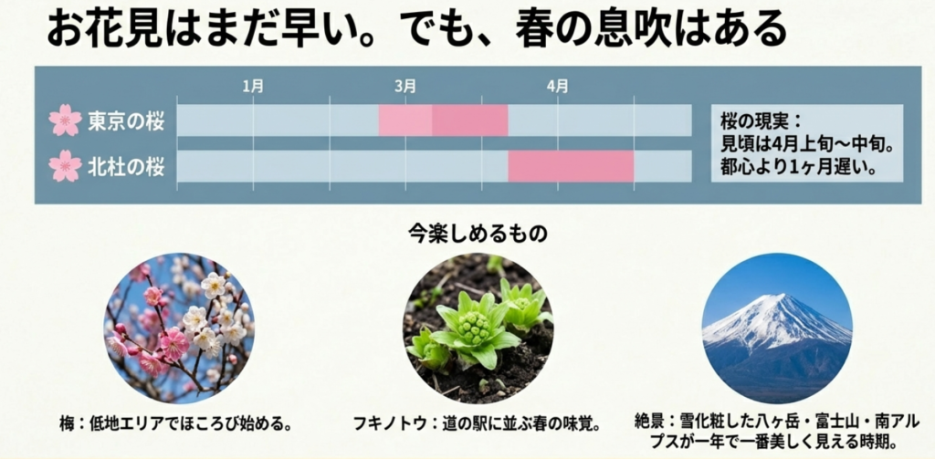 3月の北杜市の花情報。桜は早いが梅やフキノトウが見頃。雪化粧した富士山や八ヶ岳が美しい