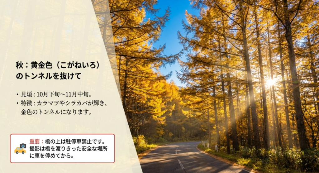 秋のすずらん大橋、カラマツとシラカバの黄金色のトンネル